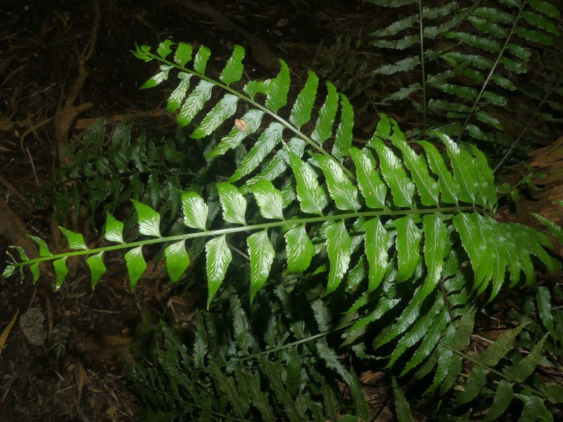 Asplenium boltonii photo 3