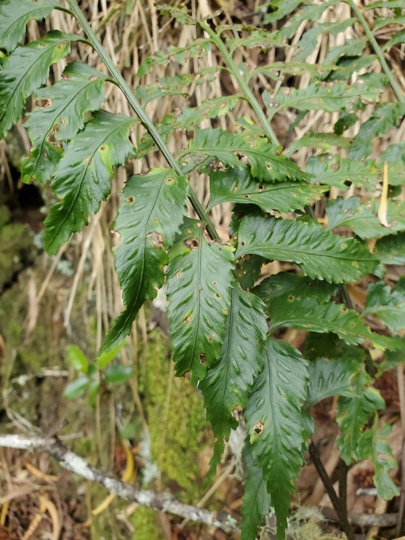 Asplenium boltonii photo 6