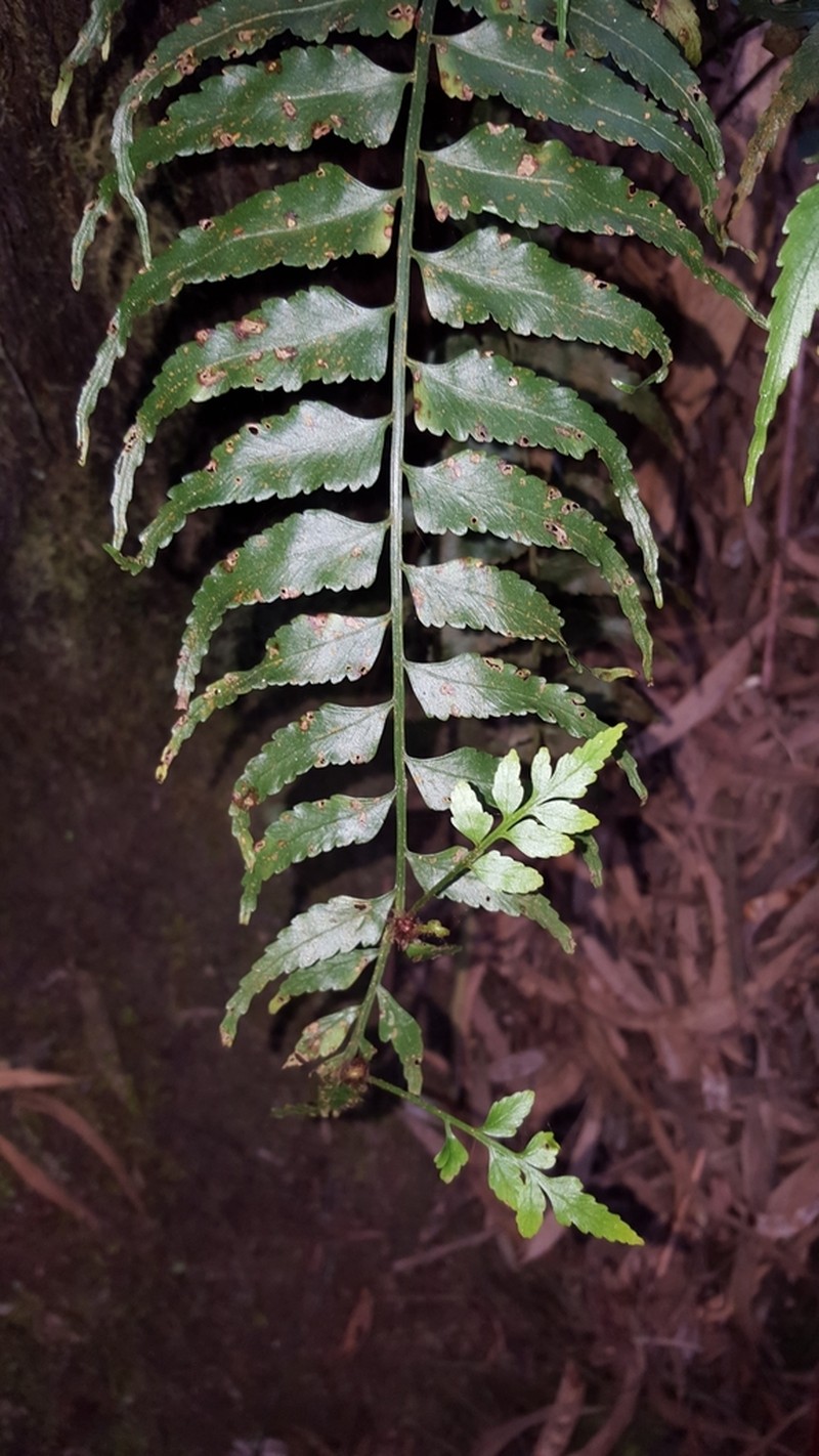Asplenium boltonii photo 7