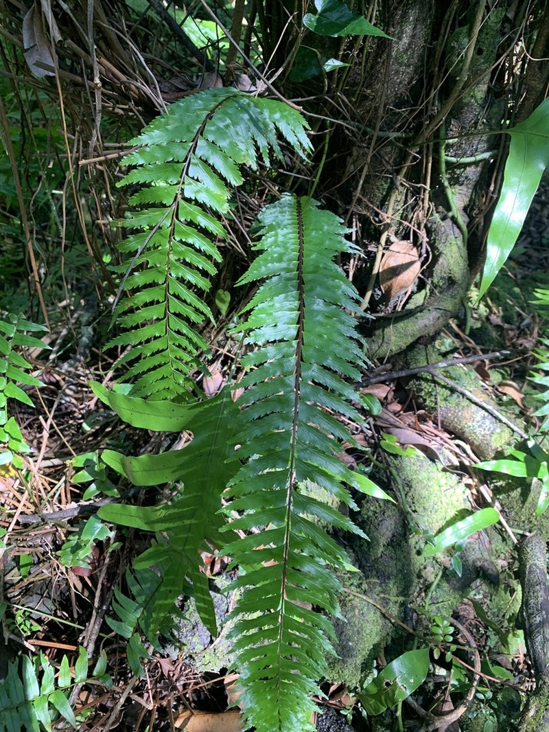 Asplenium boltonii photo 8