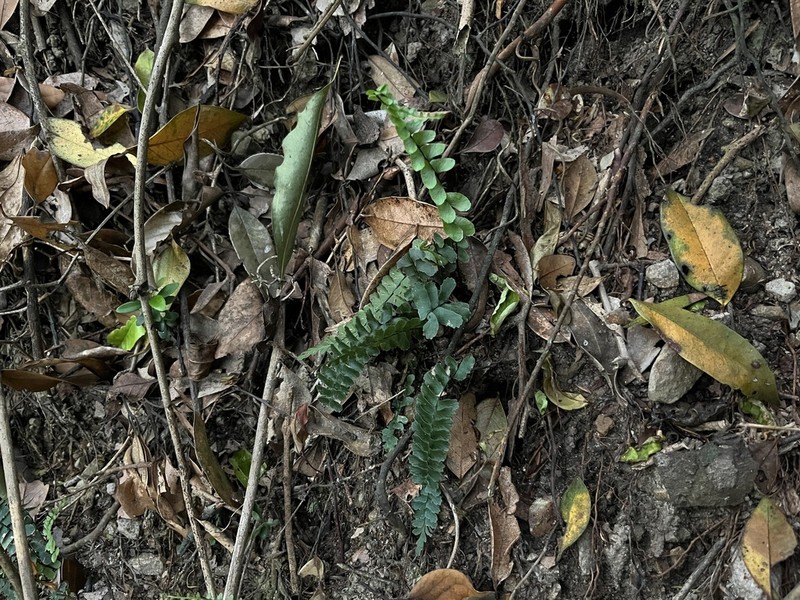 Asplenium boreale
