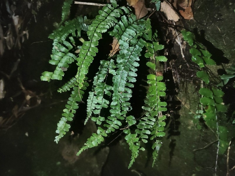 Asplenium boreale photo 4