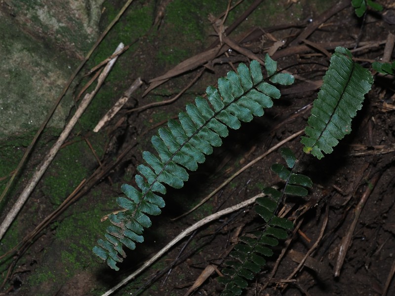 Asplenium boreale