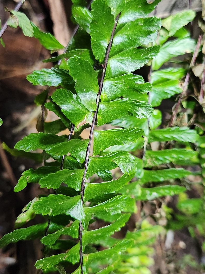 Asplenium boreale photo 2