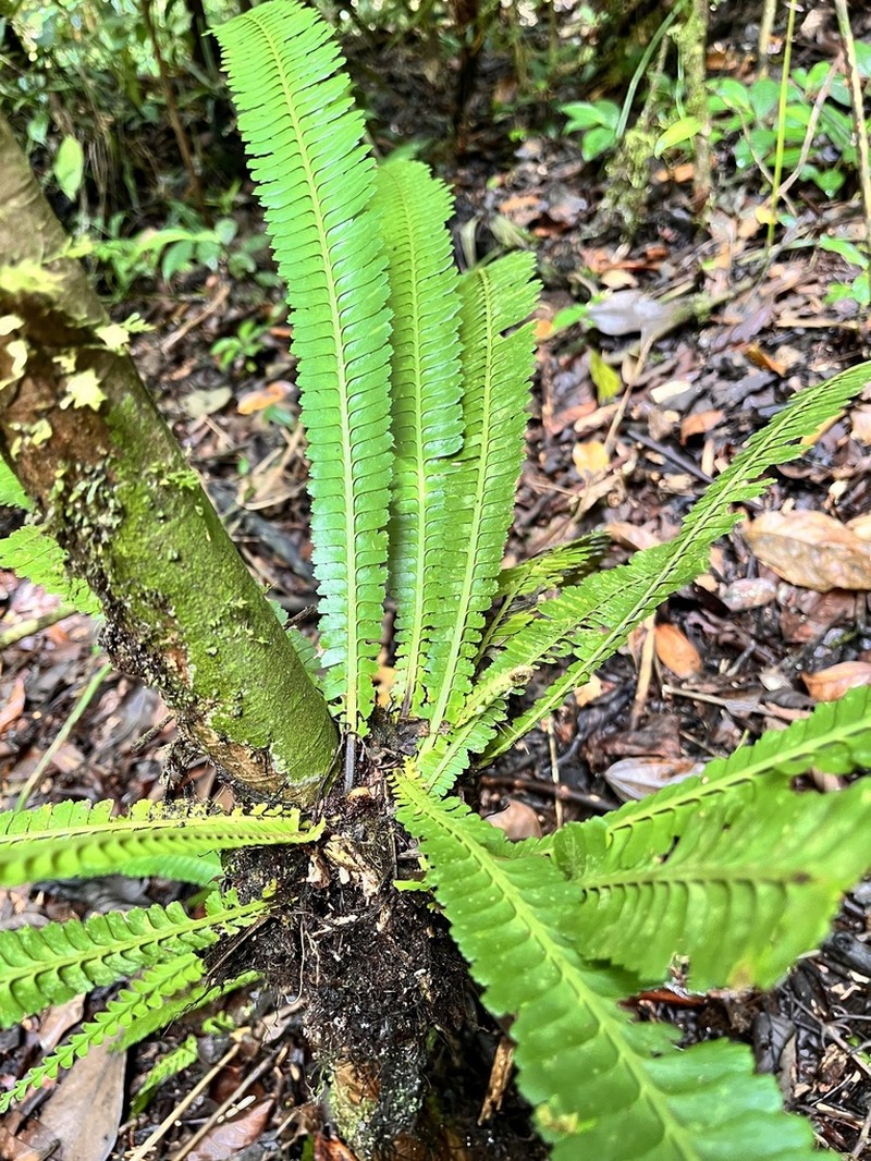 Asplenium borneense