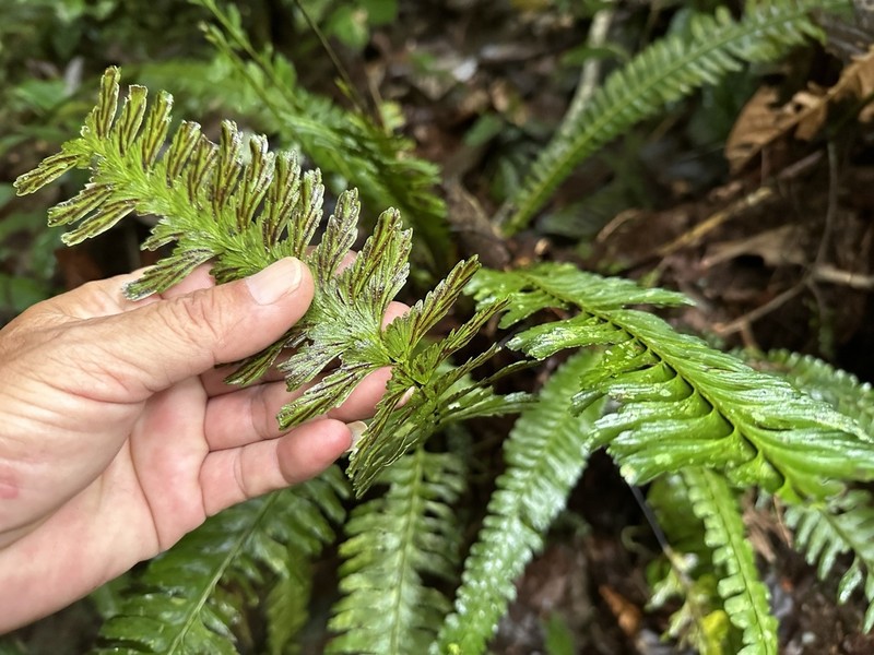 Asplenium borneense photo 2