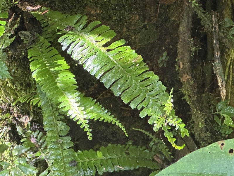 Asplenium borneense photo 3
