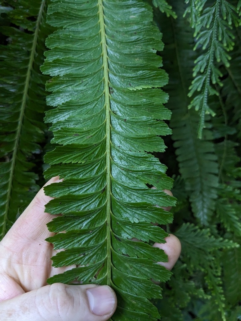 Asplenium borneense photo 4