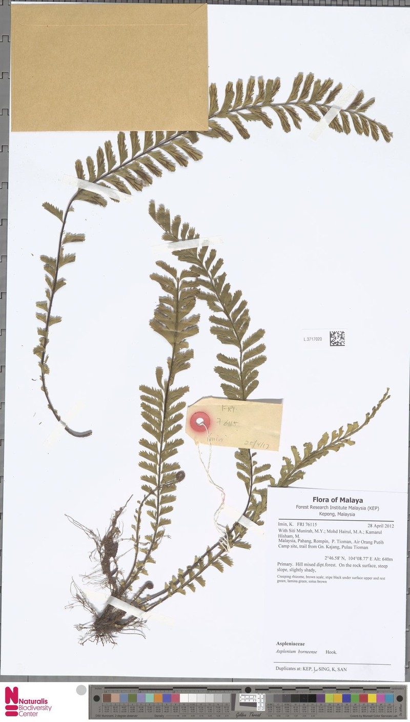 Asplenium borneense photo 7