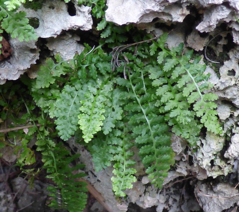 Asplenium bourgaei