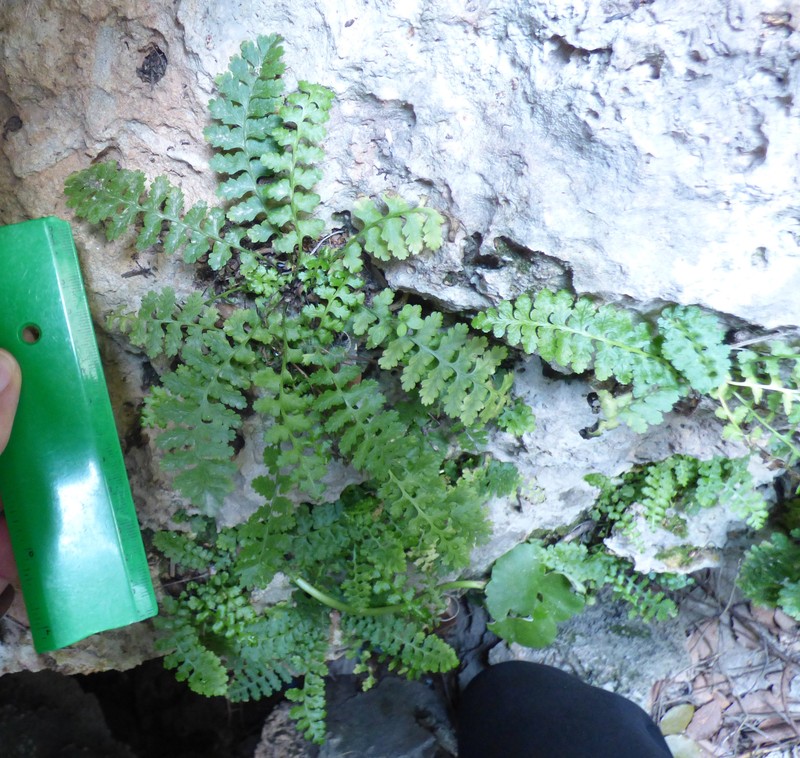 Asplenium bourgaei photo 2