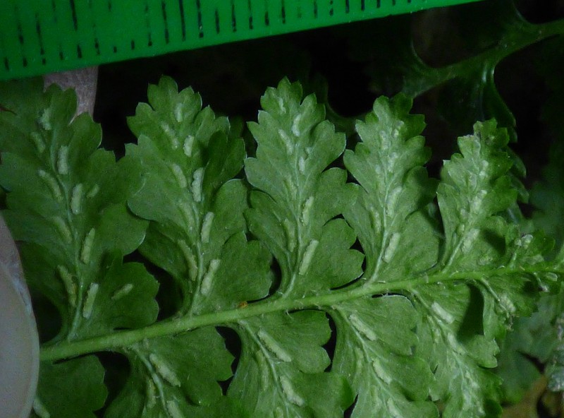 Asplenium bourgaei photo 3