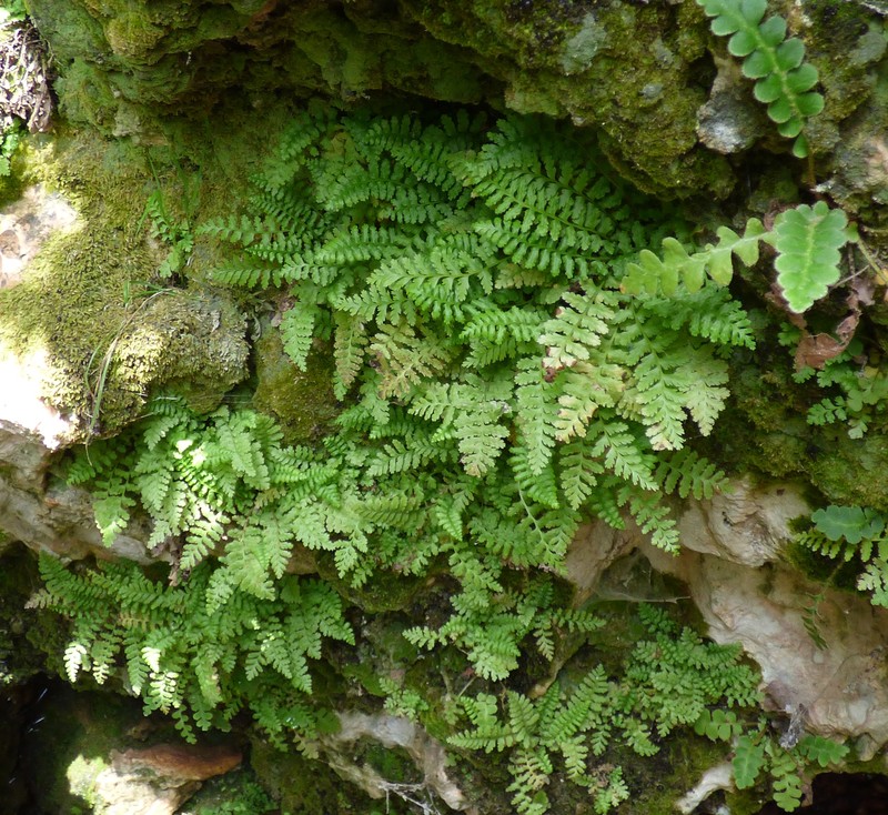 Asplenium bourgaei photo 4