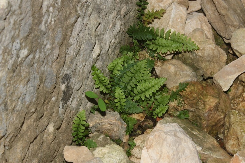 Asplenium bourgaei photo 5