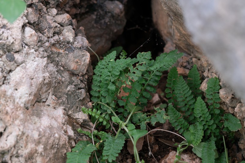 Asplenium bourgaei photo 6