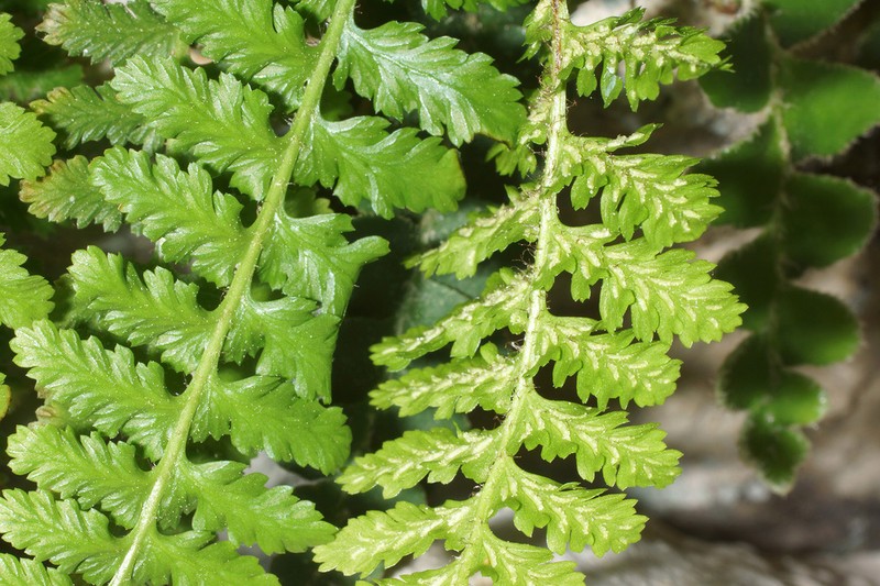 Asplenium bourgaei photo 7
