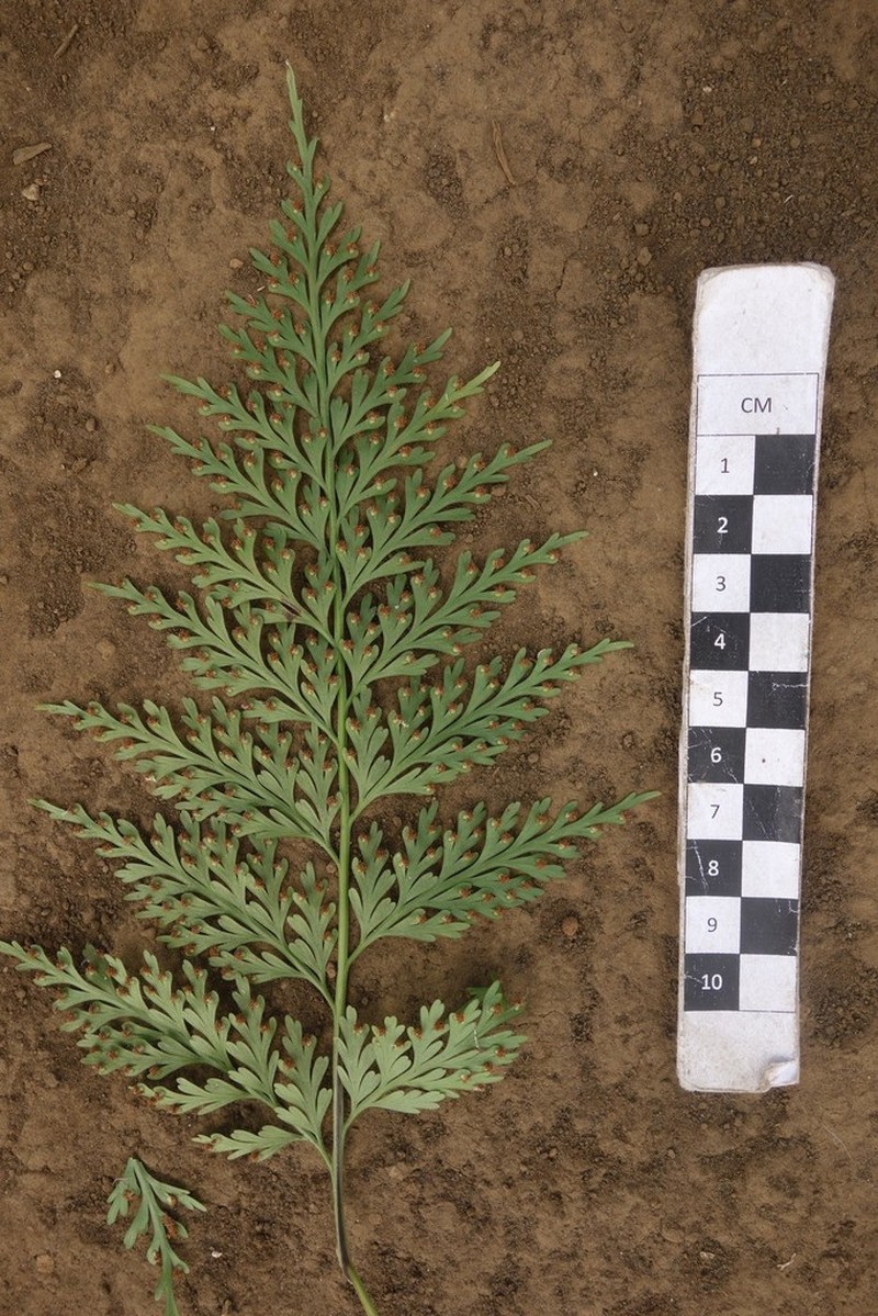 Asplenium brachycarpum