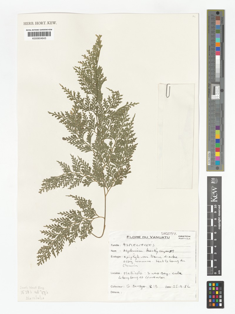 Asplenium brachycarpum photo 2