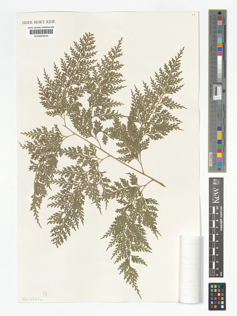 Asplenium brachycarpum photo 3