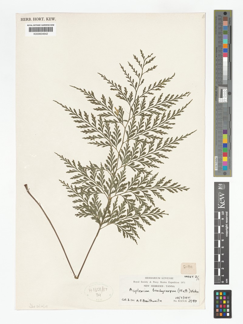 Asplenium brachycarpum photo 5