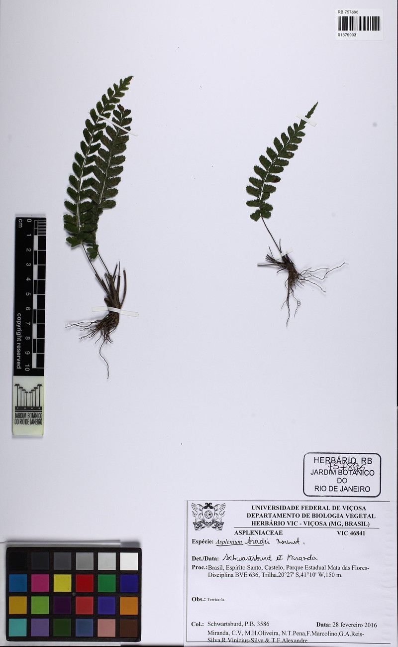 Asplenium bradei