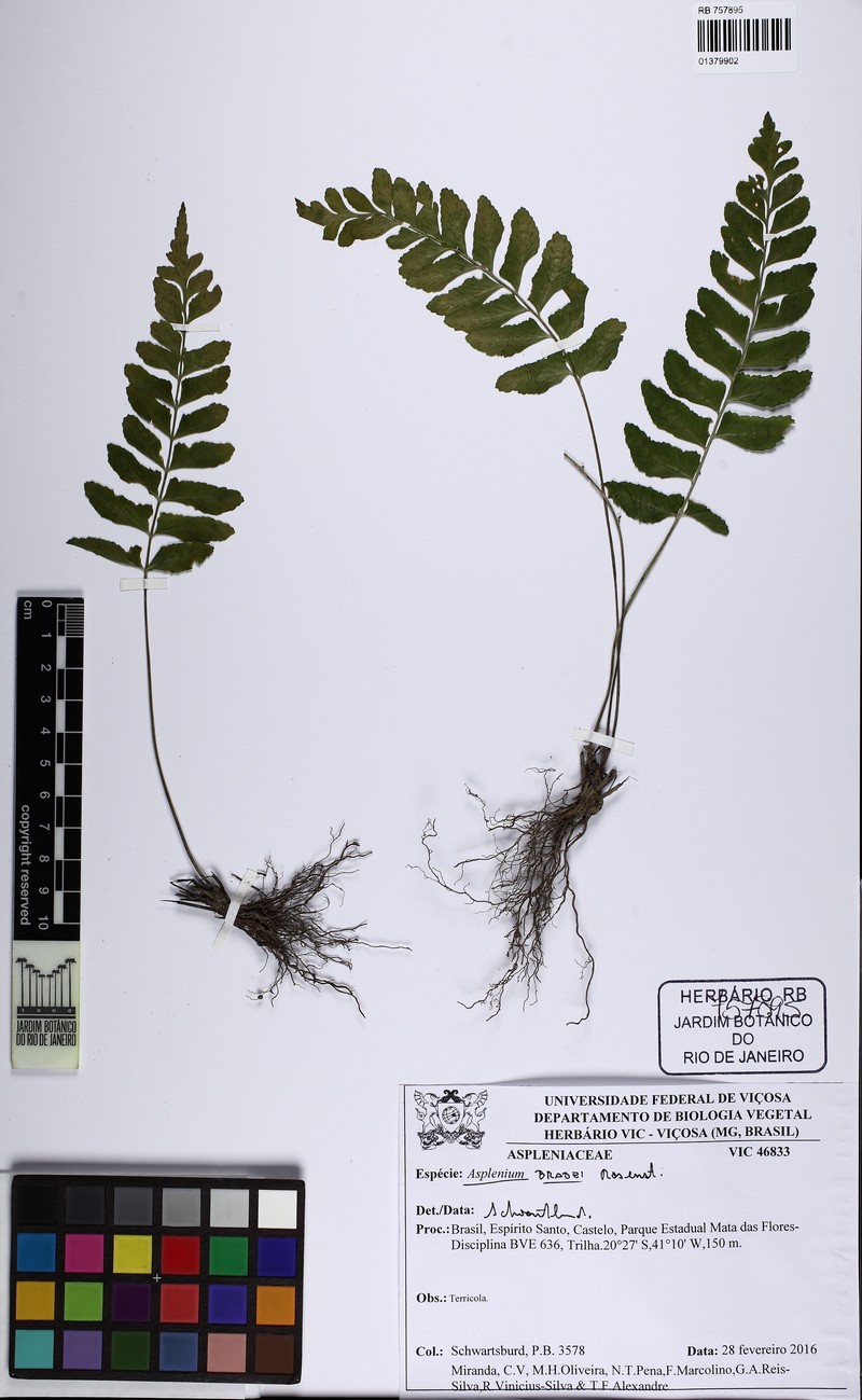 Asplenium bradei photo 2