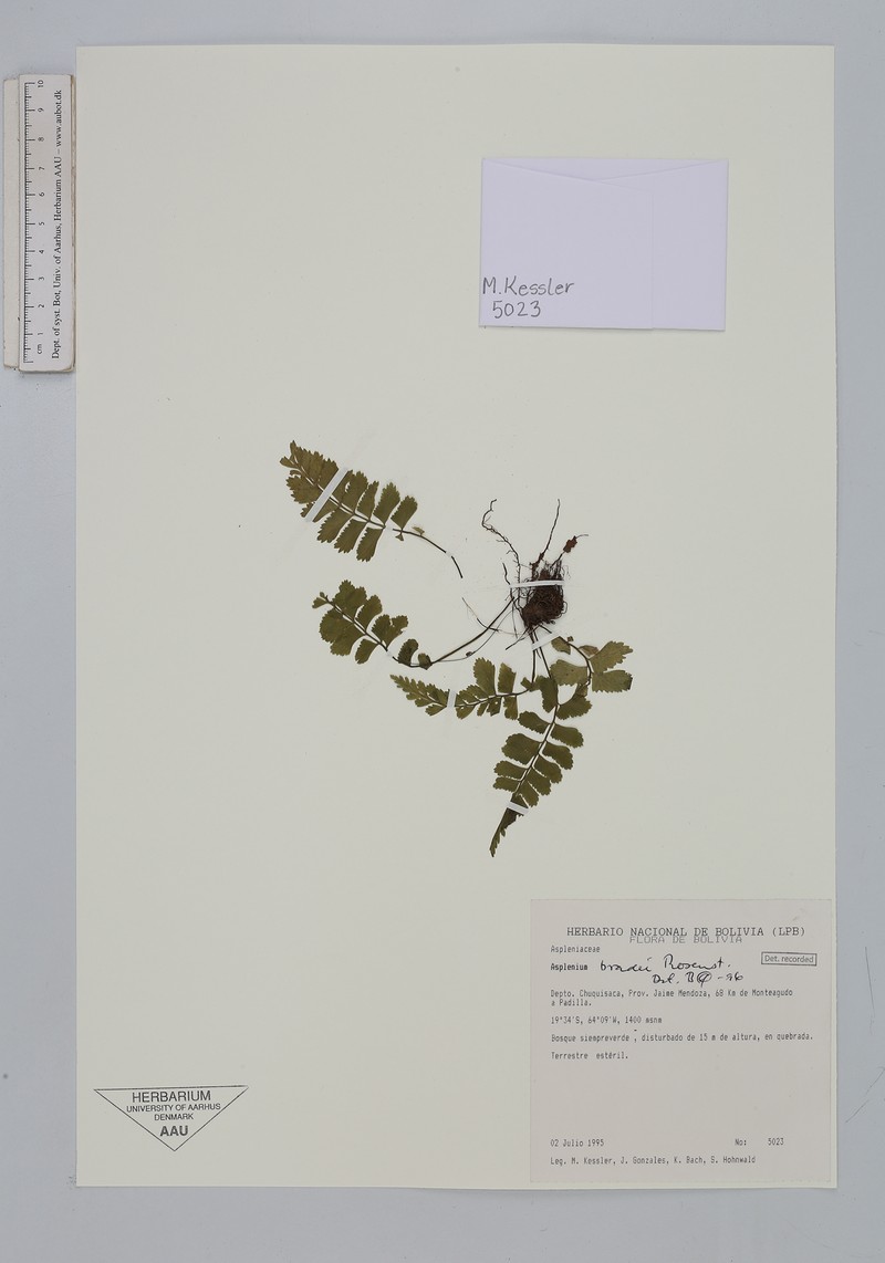 Asplenium bradei photo 3