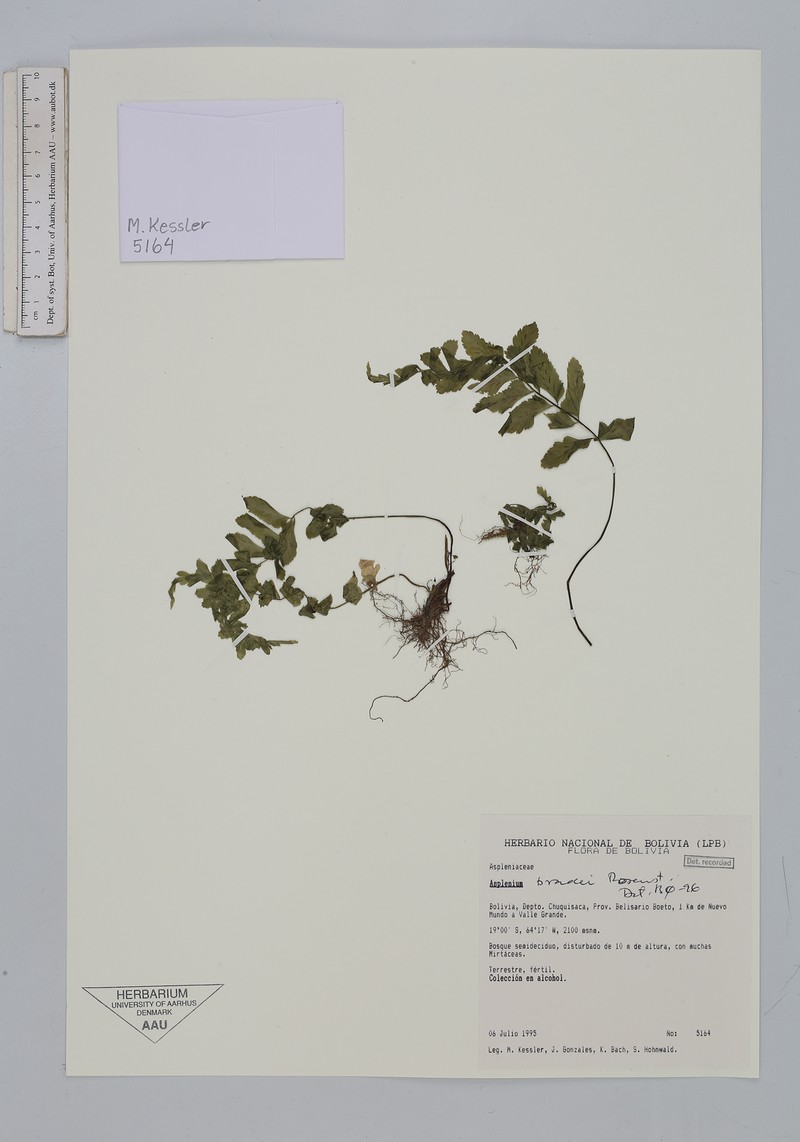 Asplenium bradei photo 4