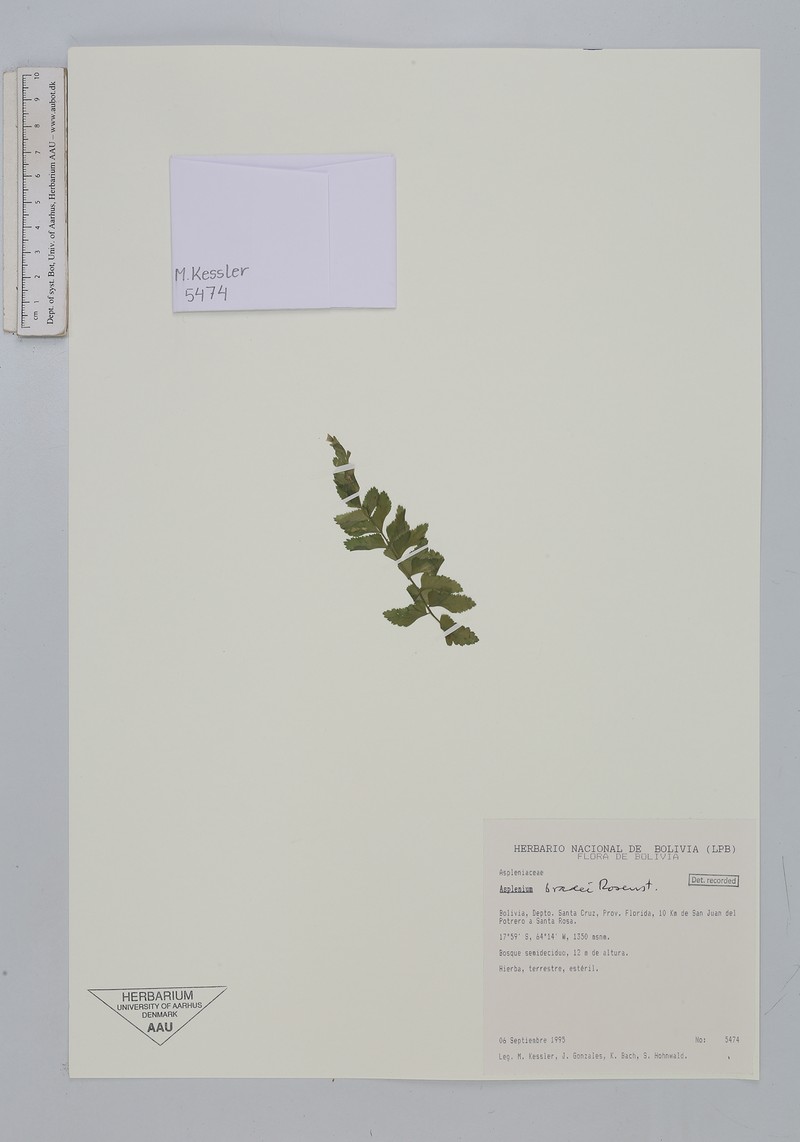 Asplenium bradei photo 5