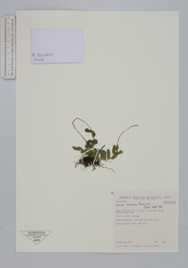 Asplenium bradei photo 6