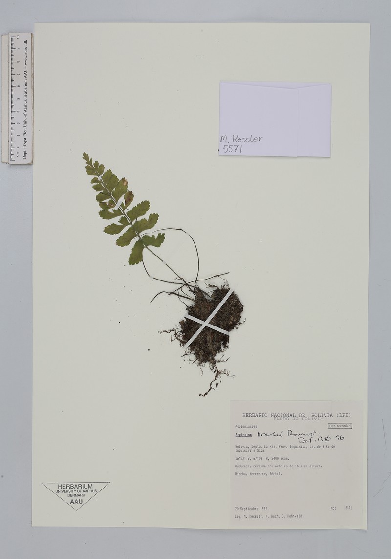 Asplenium bradei photo 7