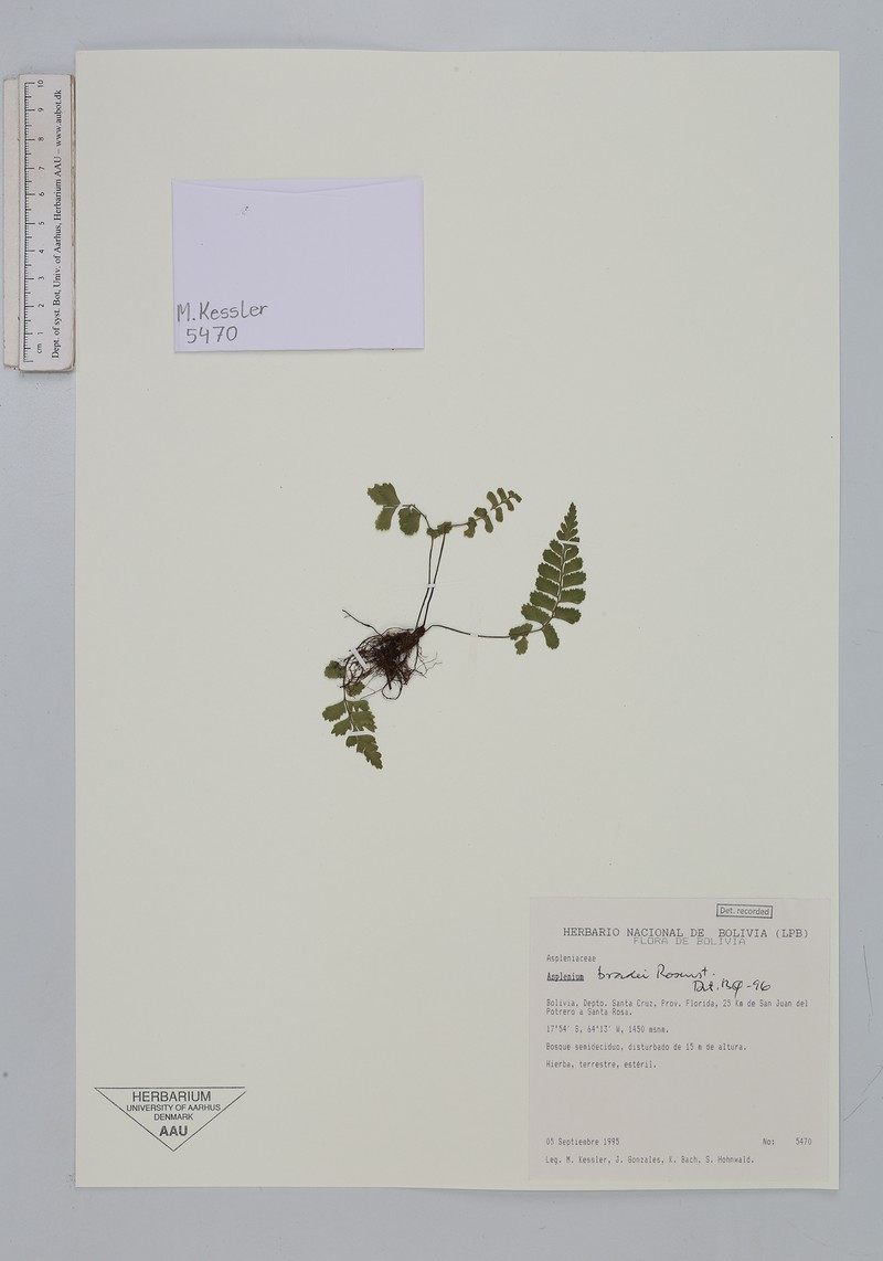 Asplenium bradei photo 8