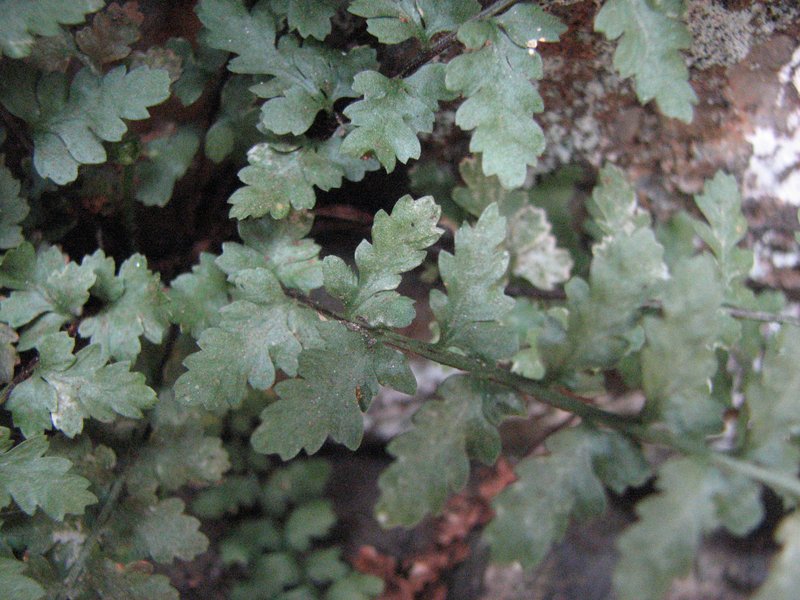 Bradley's Spleenwort photo 2
