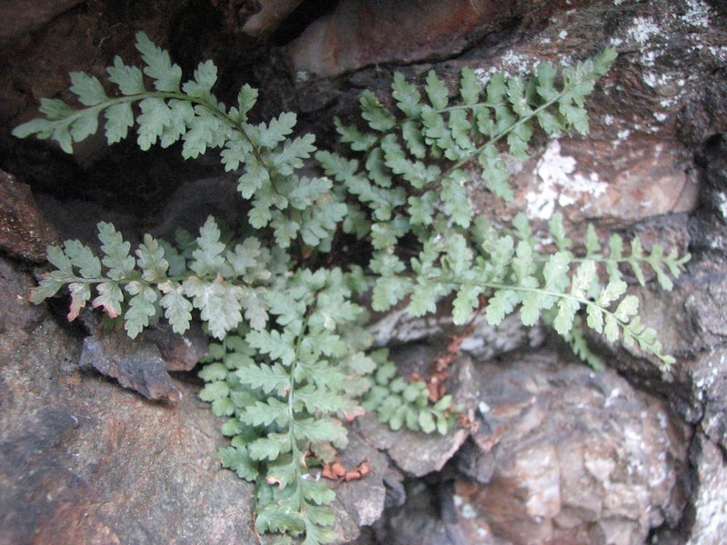 Bradley's Spleenwort