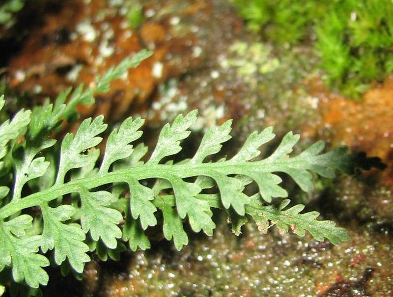 Bradley's Spleenwort photo 3