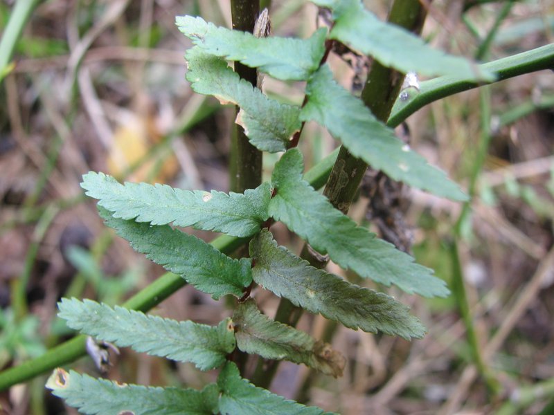 Bradley's Spleenwort photo 4