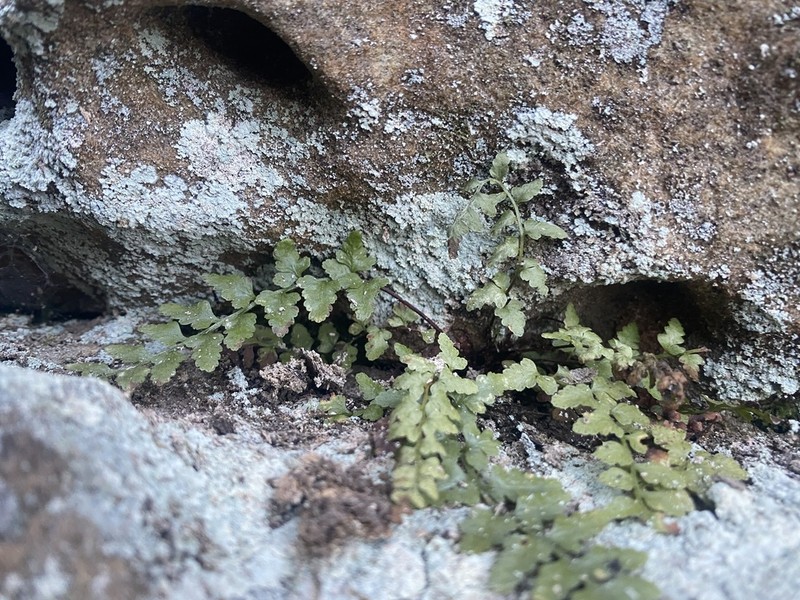 Bradley's Spleenwort photo 5