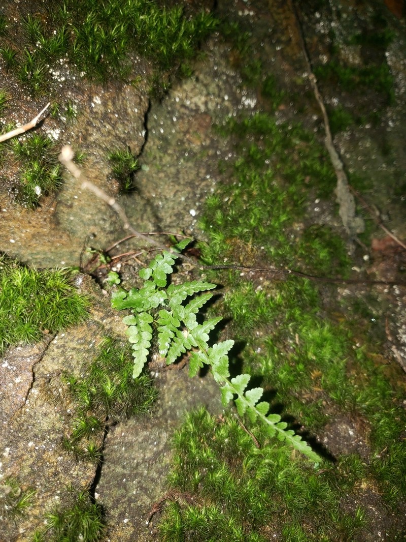 Bradley's Spleenwort photo 6