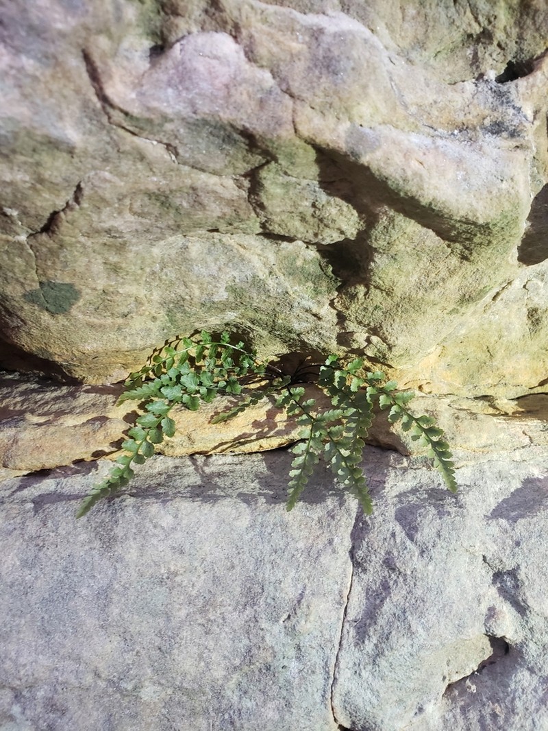 Bradley's Spleenwort photo 7