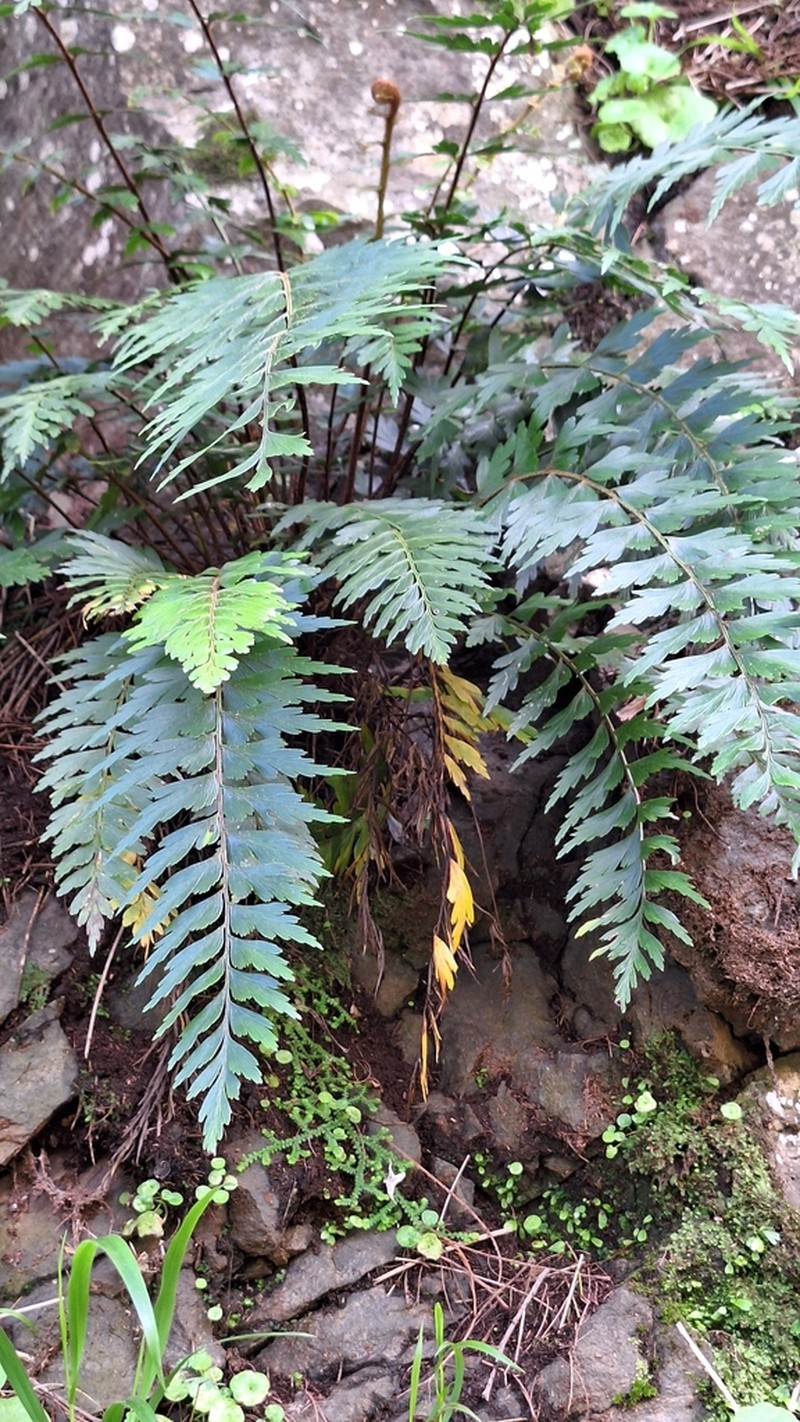 Asplenium braithwaitei