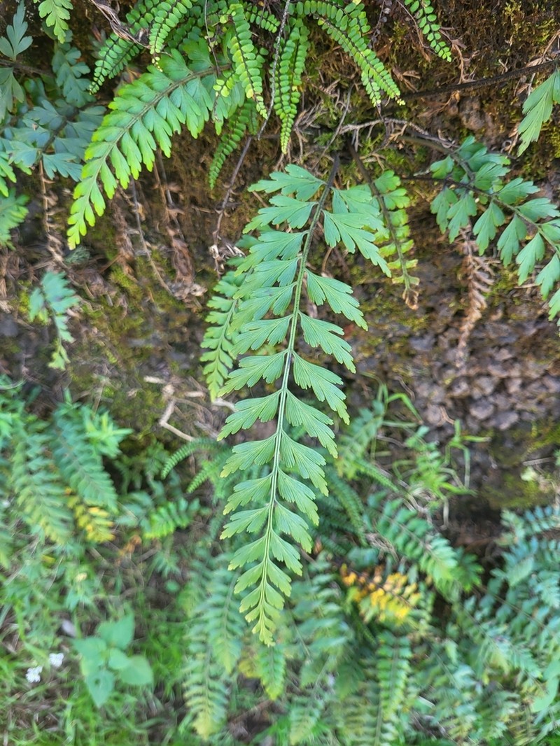 Asplenium braithwaitei photo 2