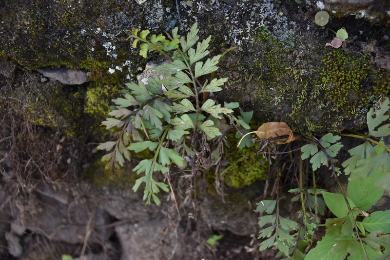 Asplenium braithwaitei photo 3