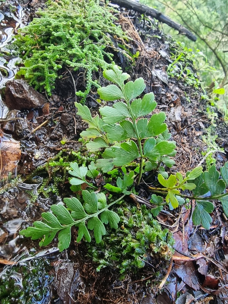 Asplenium braithwaitei photo 4