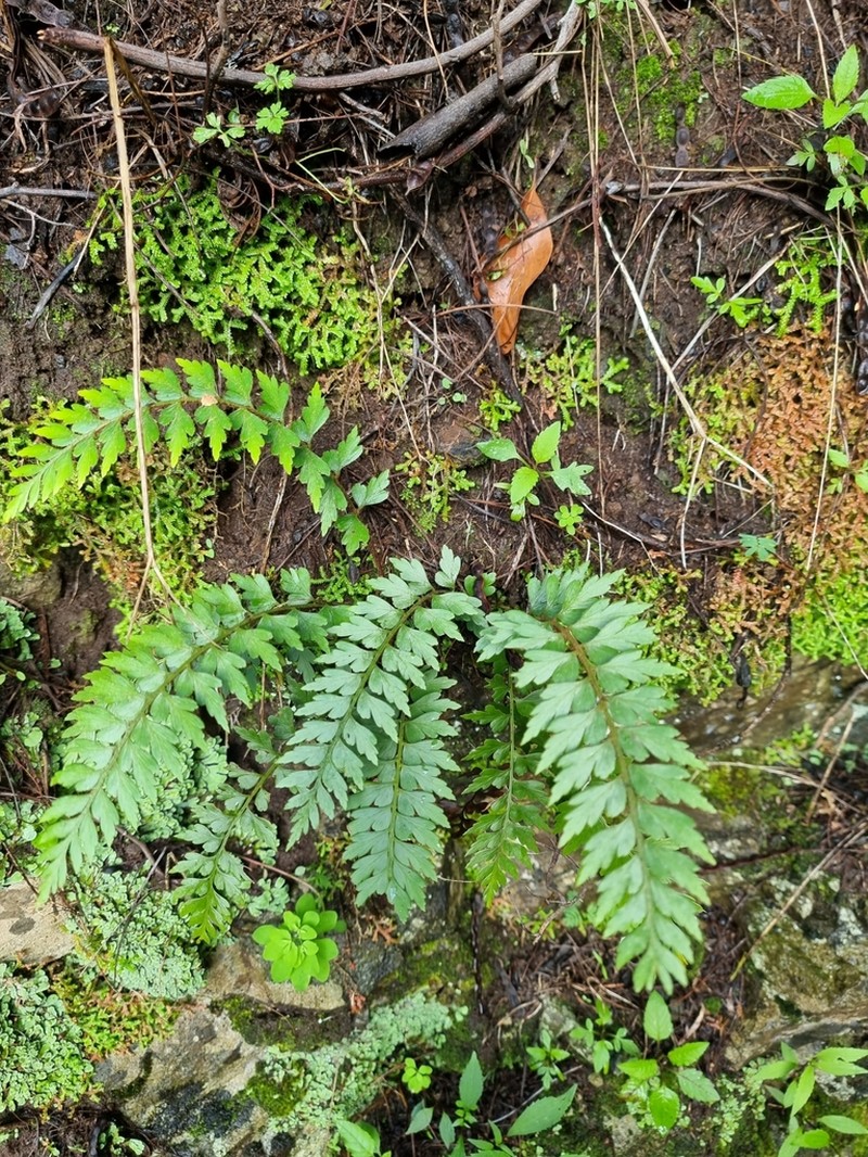 Asplenium braithwaitei photo 5