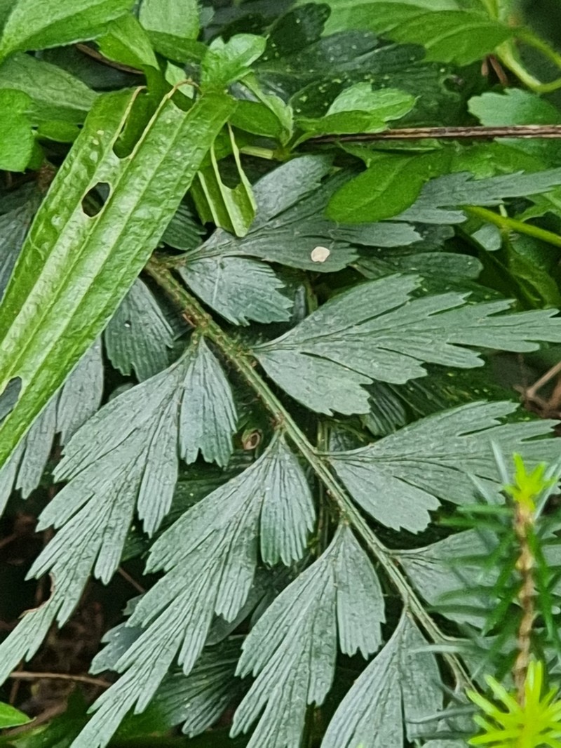 Asplenium braithwaitei photo 6