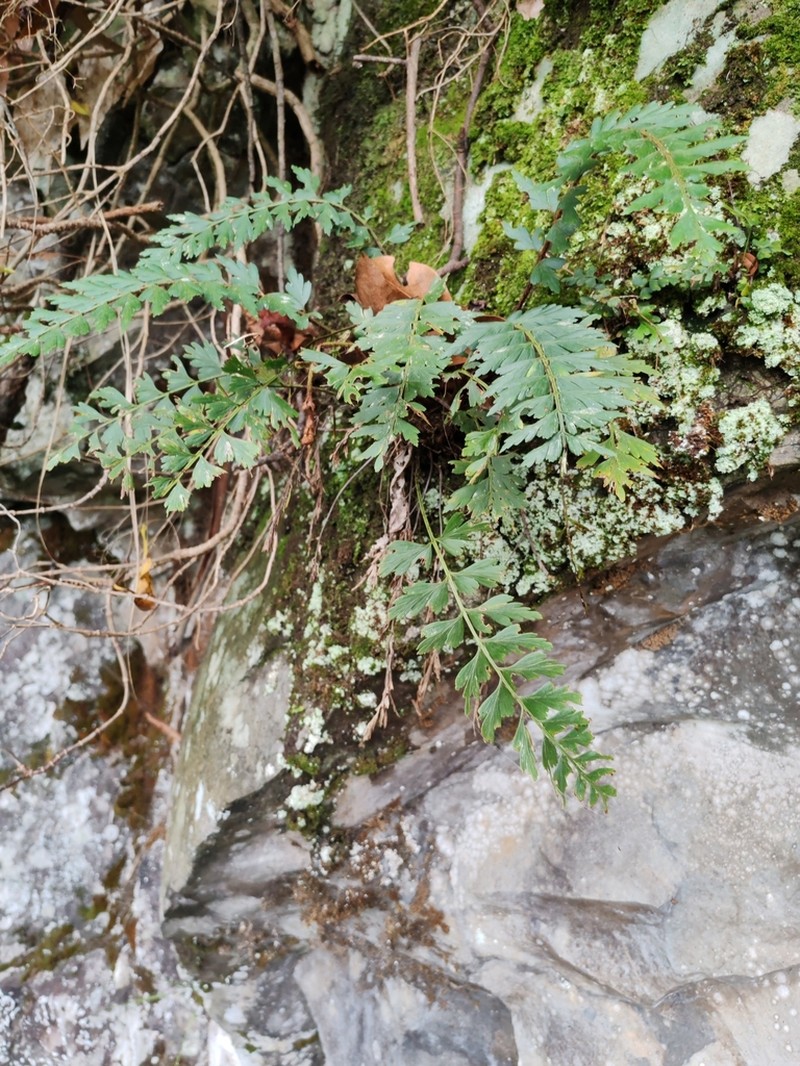 Asplenium braithwaitei photo 7