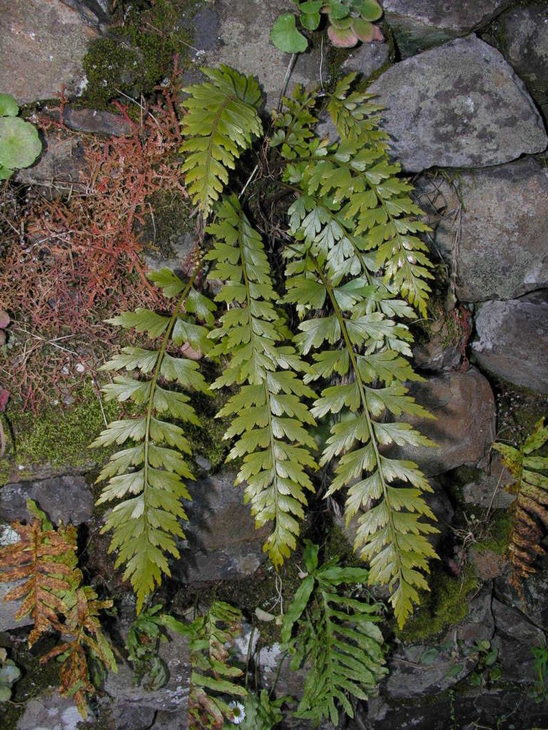 Asplenium braithwaitei photo 8