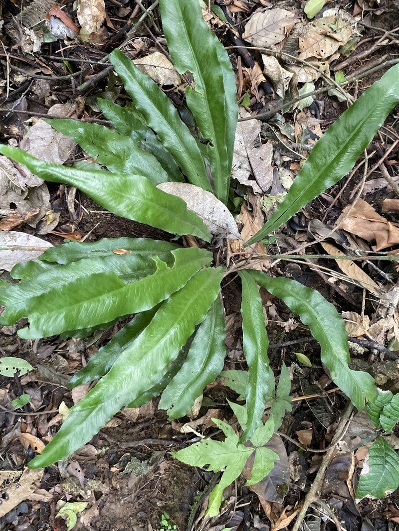 Asplenium brasiliense