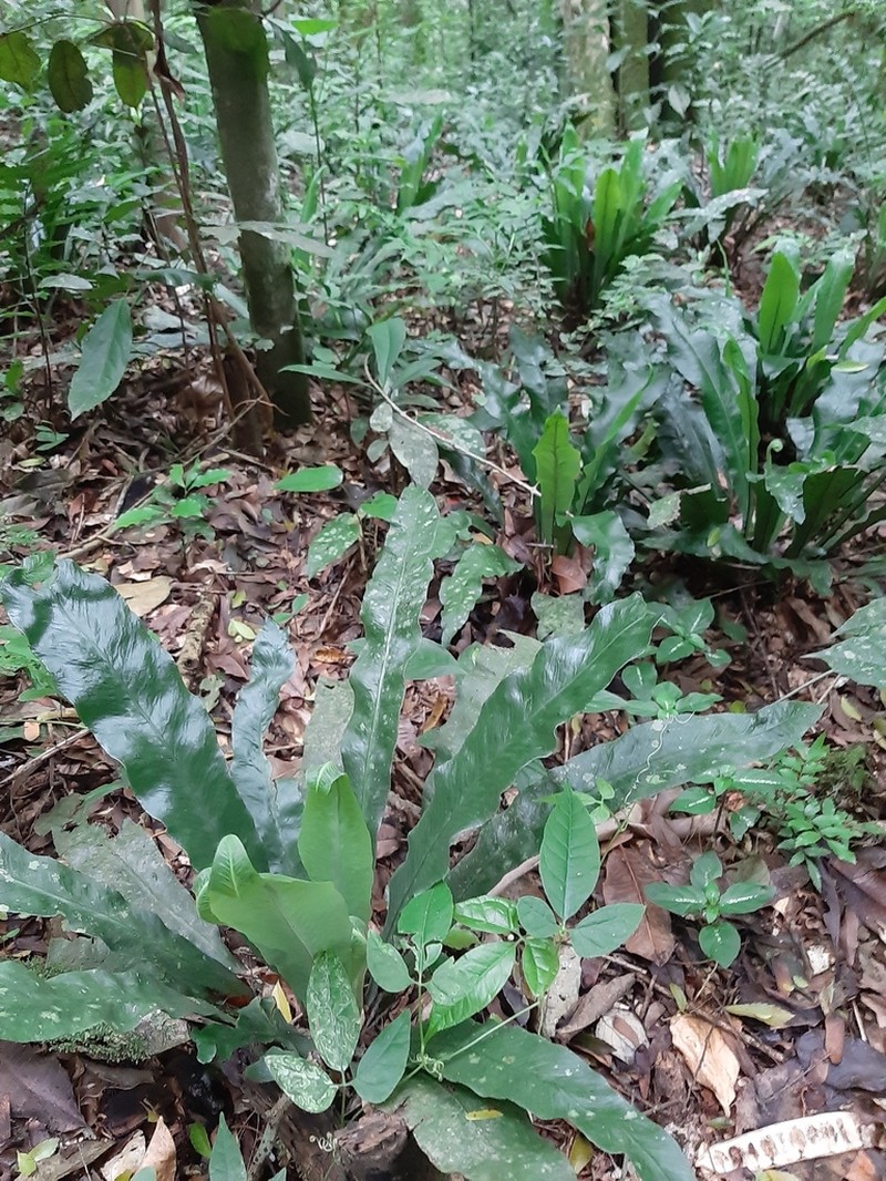 Asplenium brasiliense photo 2