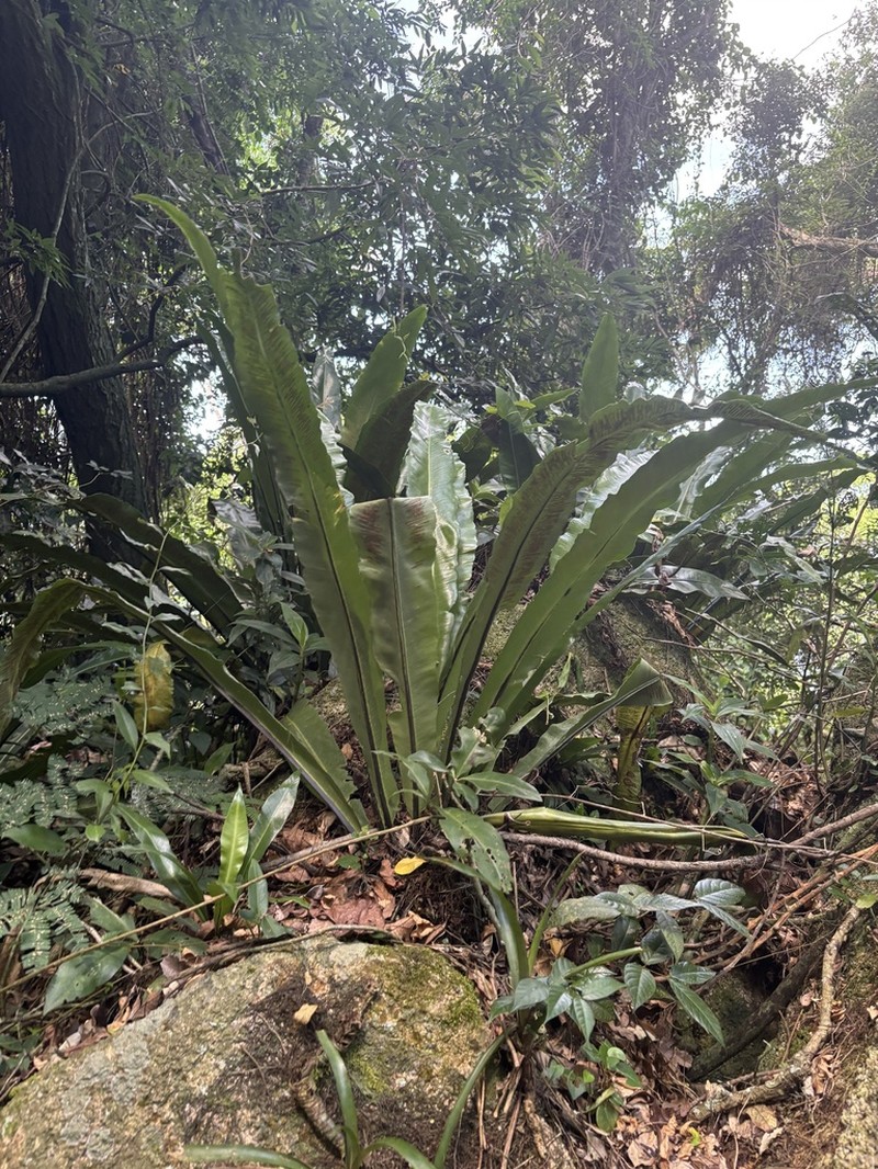 Asplenium brasiliense photo 3
